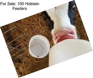 For Sale: 100 Holstein Feeders