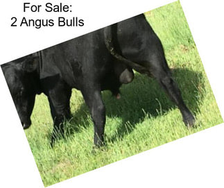 For Sale: 2 Angus Bulls