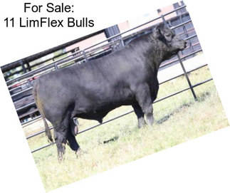 For Sale: 11 LimFlex Bulls