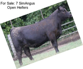 For Sale: 7 SimAngus Open Heifers