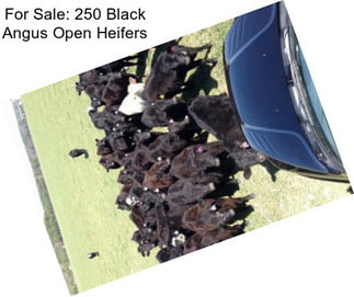 For Sale: 250 Black Angus Open Heifers