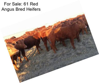 For Sale: 61 Red Angus Bred Heifers