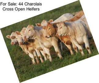 For Sale: 44 Charolais Cross Open Heifers