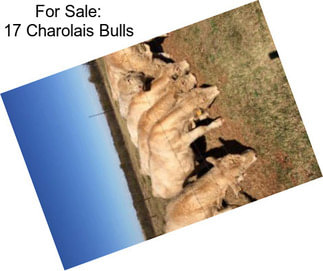 For Sale: 17 Charolais Bulls