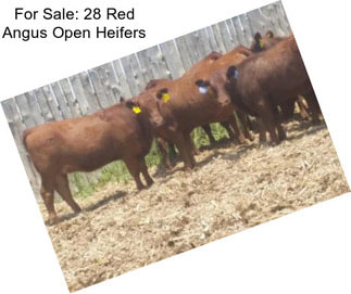 For Sale: 28 Red Angus Open Heifers