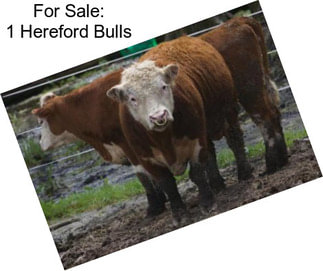 For Sale: 1 Hereford Bulls