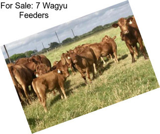 For Sale: 7 Wagyu Feeders