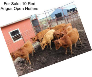 For Sale: 10 Red Angus Open Heifers