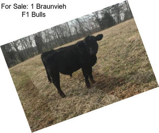 For Sale: 1 Braunvieh F1 Bulls