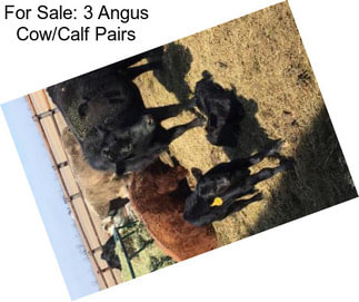 For Sale: 3 Angus Cow/Calf Pairs