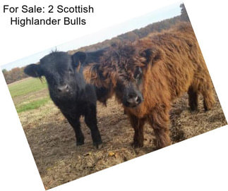 For Sale: 2 Scottish Highlander Bulls