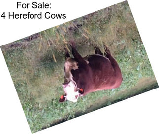 For Sale: 4 Hereford Cows