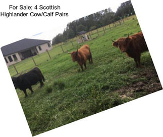 For Sale: 4 Scottish Highlander Cow/Calf Pairs