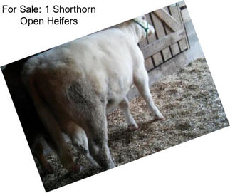 For Sale: 1 Shorthorn Open Heifers