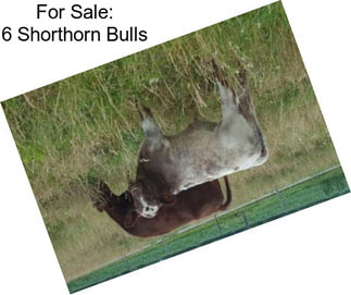 For Sale: 6 Shorthorn Bulls