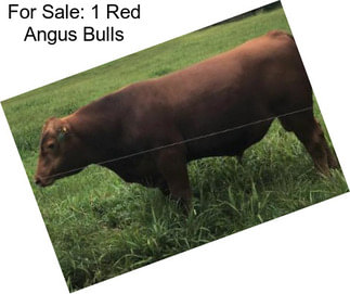 For Sale: 1 Red Angus Bulls