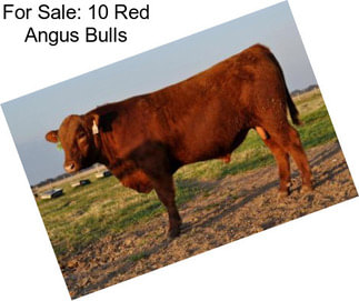 For Sale: 10 Red Angus Bulls