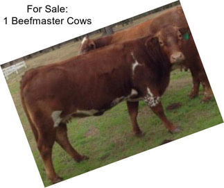 For Sale: 1 Beefmaster Cows