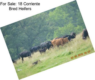For Sale: 18 Corriente Bred Heifers