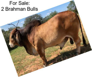 For Sale: 2 Brahman Bulls