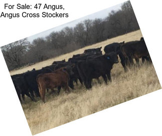 For Sale: 47 Angus, Angus Cross Stockers