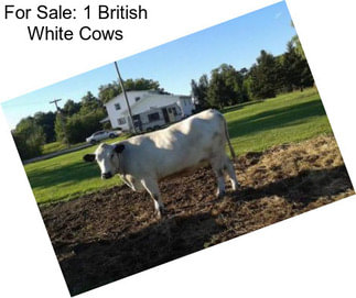 For Sale: 1 British White Cows