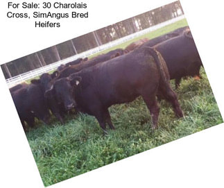 For Sale: 30 Charolais Cross, SimAngus Bred Heifers