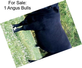 For Sale: 1 Angus Bulls