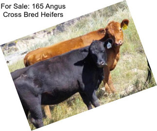 For Sale: 165 Angus Cross Bred Heifers