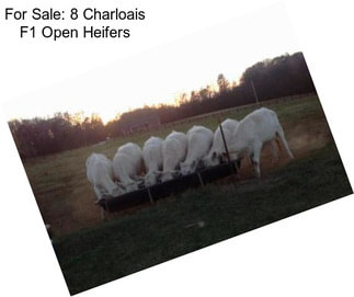 For Sale: 8 Charloais F1 Open Heifers