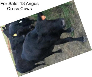 For Sale: 18 Angus Cross Cows