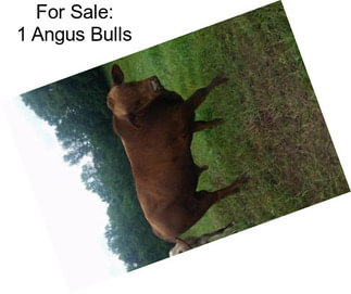 For Sale: 1 Angus Bulls