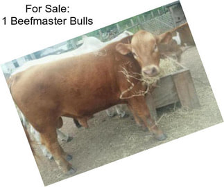 For Sale: 1 Beefmaster Bulls