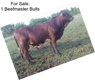 For Sale: 1 Beefmaster Bulls