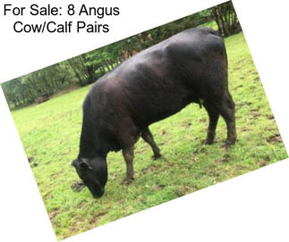 For Sale: 8 Angus Cow/Calf Pairs