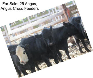 For Sale: 25 Angus, Angus Cross Feeders