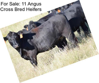 For Sale: 11 Angus Cross Bred Heifers