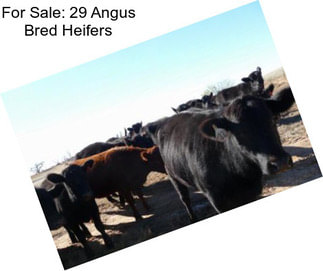 For Sale: 29 Angus Bred Heifers