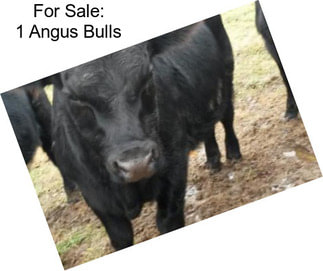 For Sale: 1 Angus Bulls