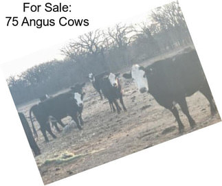 For Sale: 75 Angus Cows