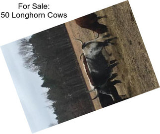 For Sale: 50 Longhorn Cows