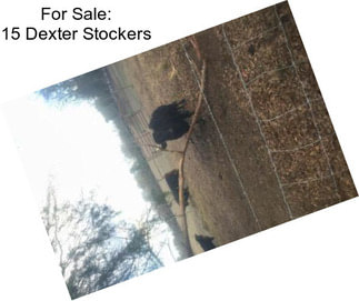 For Sale: 15 Dexter Stockers