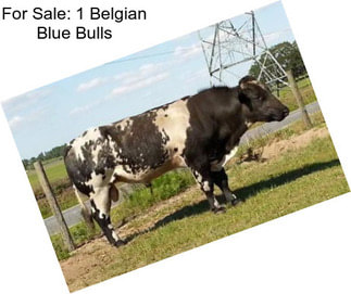 For Sale: 1 Belgian Blue Bulls