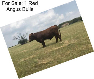 For Sale: 1 Red Angus Bulls