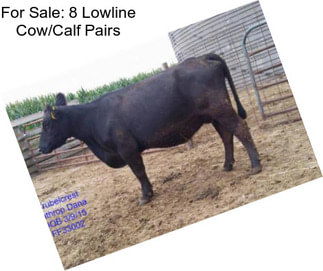 For Sale: 8 Lowline Cow/Calf Pairs