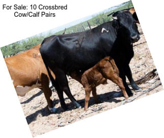 For Sale: 10 Crossbred Cow/Calf Pairs