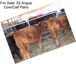 For Sale: 52 Angus Cow/Calf Pairs