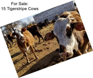 For Sale: 15 Tigerstripe Cows