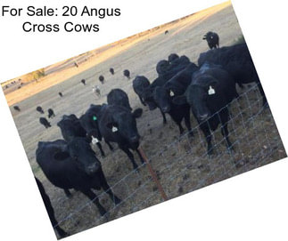 For Sale: 20 Angus Cross Cows