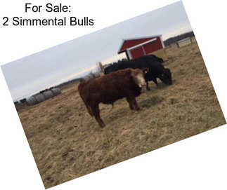 For Sale: 2 Simmental Bulls